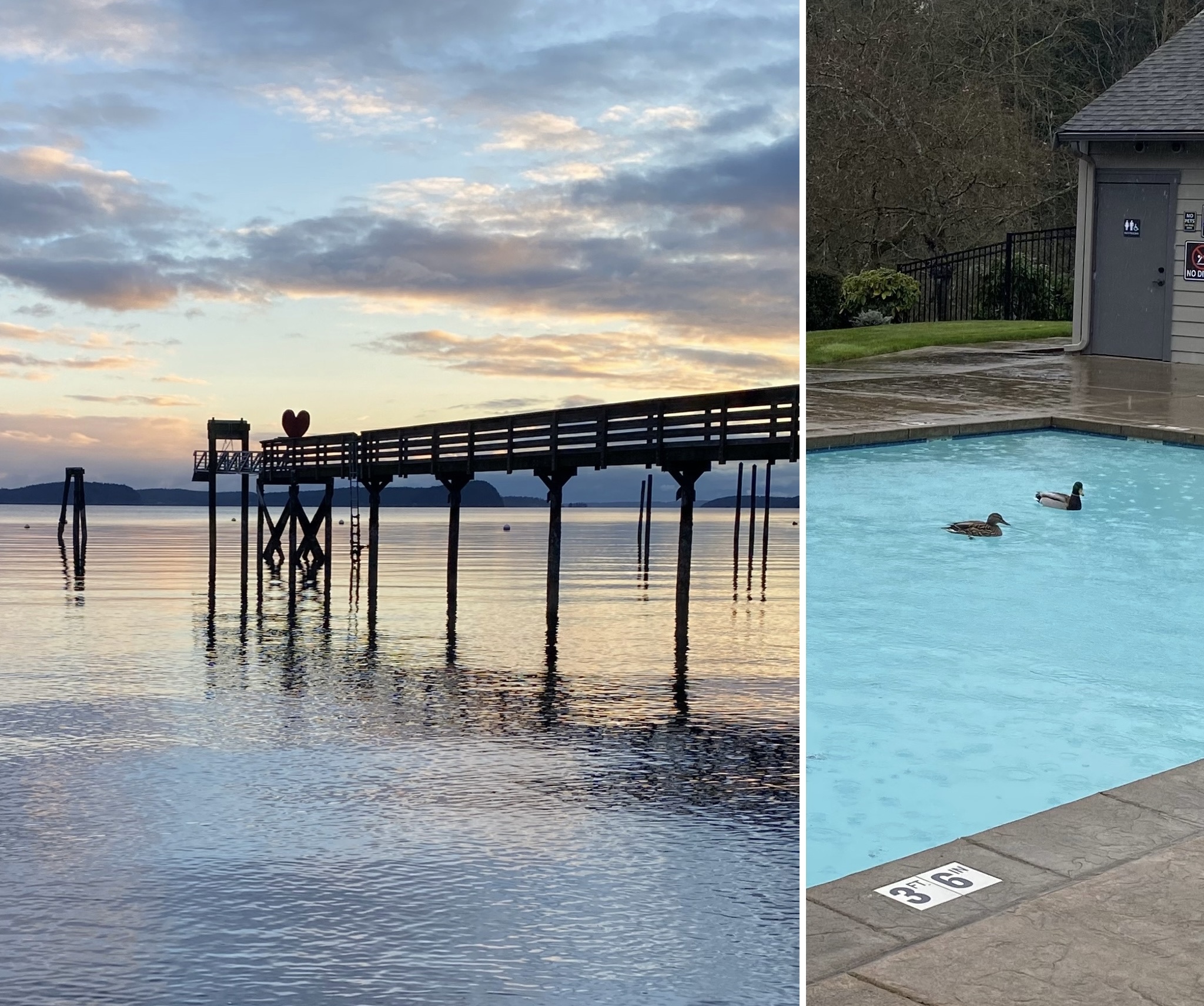 ducks in a pool and water